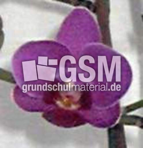 Orchideenblüte.jpg